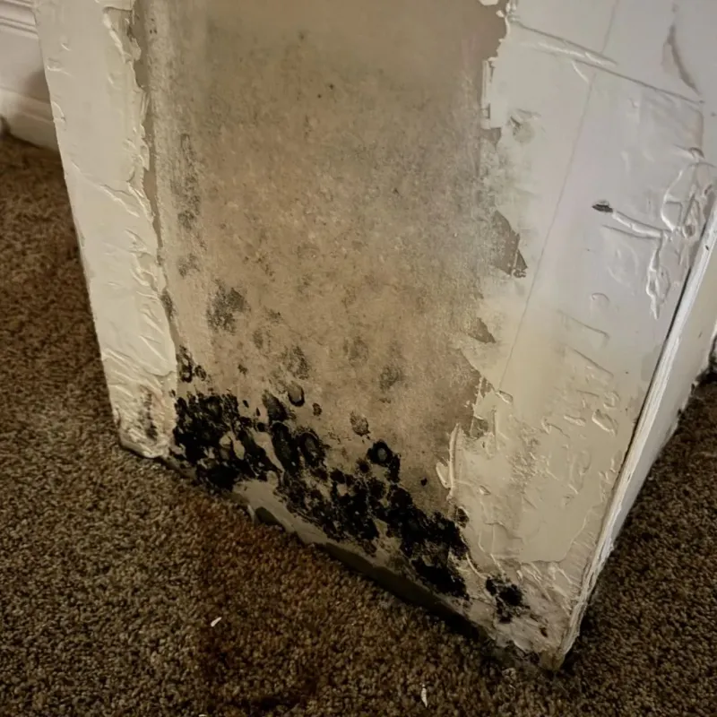 Professional Mold Removal in Waynesboro, GA